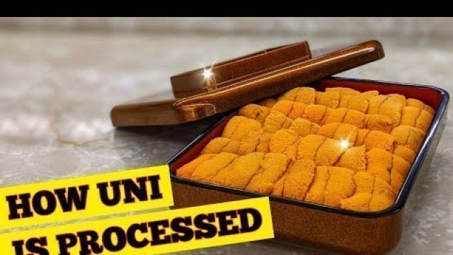 'How Sea Urchin (Uni) Is Processed - How To Make Sushi Series'