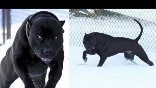 'Black Pitbull Panther  best breed in world 2019 New'