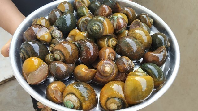 'Awesome Recipe || Snails | Indian Live Snails Masala Curry | Cooking & Cleaning Snails Village Style'