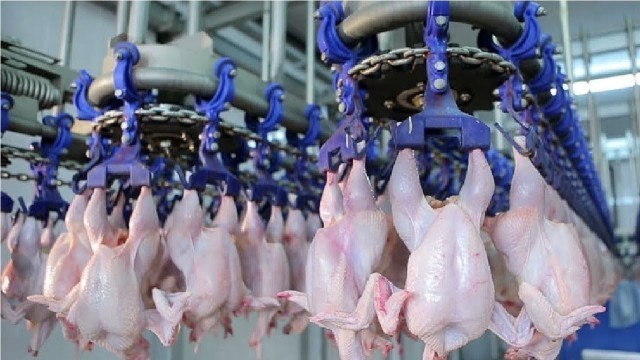 'Modern Ultra Chicken Meat Processing Factory,  Amazing Food Processing Machines'