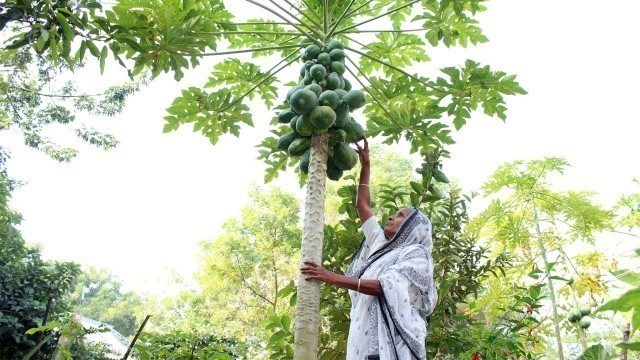 'Natural Healthy Village Food Recipe by our Grandmother | Traditional Cooking Technology'