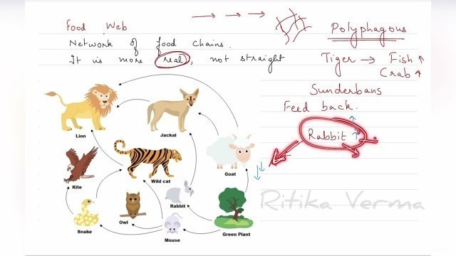 'Trophic Levels, Food Chain Types, Food Web, Guild'