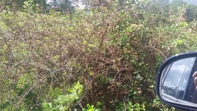 'Frugal living Food sourcing wild briar berries'