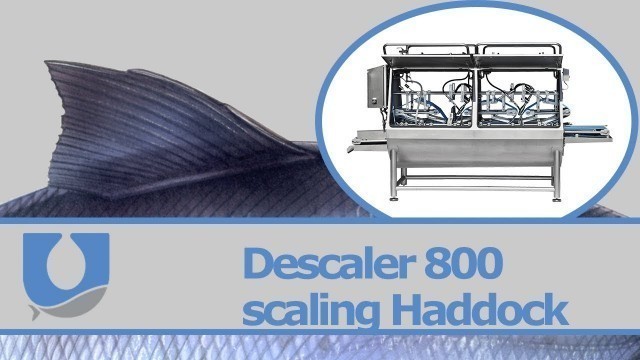 'Fish Scale Remover: Water Descaler 800 scaling Haddock|  Uni-Food Technic A/S'