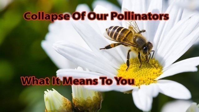 'What The Frightening Collapse Of Our Pollinators Means To You - By Author Stacy Malkan'