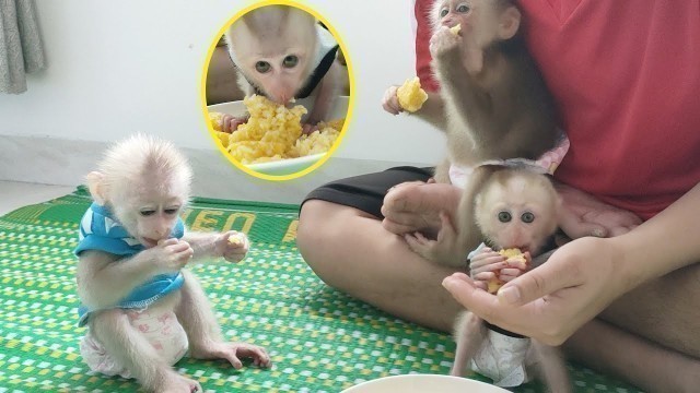 'Mixed rice with eggs! Dad\'s creative food for monkeys Rocky and Ricky'