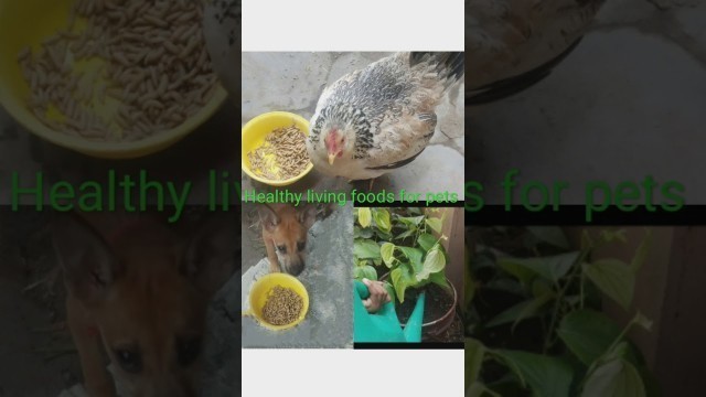 'Healthy living food for pet