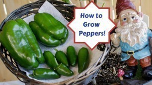 'How to Grow Peppers with Assyrian Dishes!'