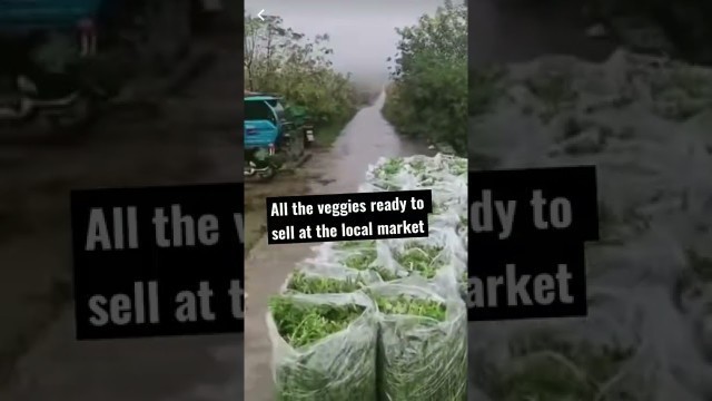 'Organic veggies packed for the 5-farmer’s market #shorts #china #food #education #travel'