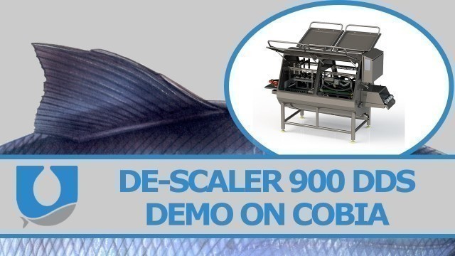 'Scale Remover Descaler 900 DDS- Demo on Cobia|  Uni-Food Technic A/S'