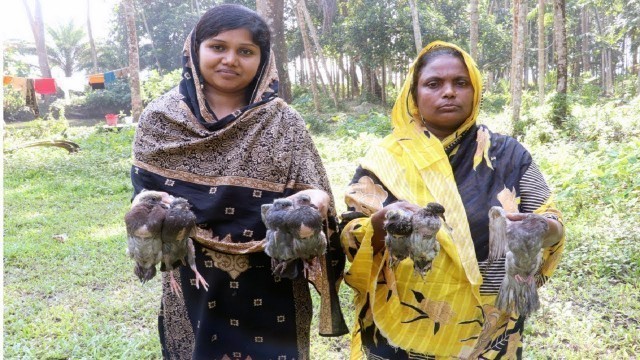 'Village Food - Cooking Delicious Pigeon So Yummy || Cooking 7 Pigeon Curry in My Village Super Taste'