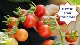 'How to Grow Tomatoes with Assyrian Dishes!'