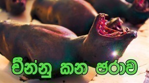 'China Meat Market - Hell on the Earth - චීන්නු කන ජරාව'