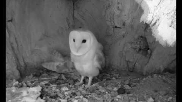 'Sex, Food & Fighting | A Glimpse into the Everyday Life of a Barn Owl'