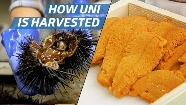 'How Sea Urchin (Uni) Is Processed Commercially — How to Make It'