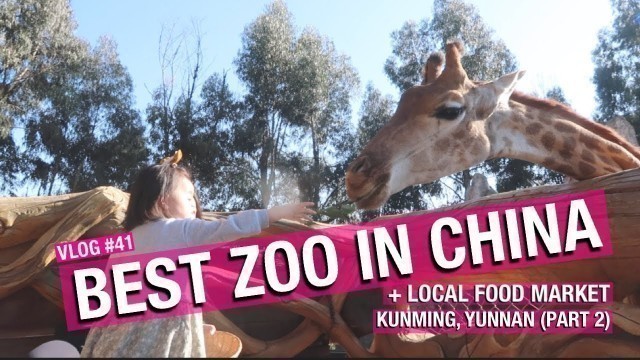 'THE BEST ZOO IN CHINA: Yunnan Safari Park + Local Food Market  I   #VLOG41 #CityTrips'