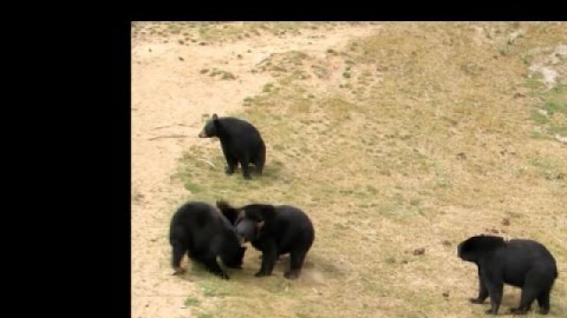 'The Begging Bears - Oswald Bear Ranch'