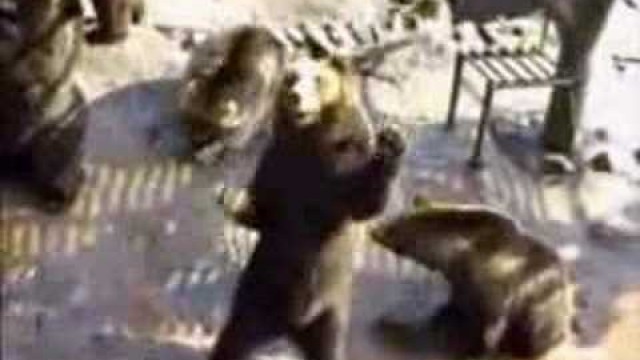 'Bears begging food in the zoo 動物園的熊向人乞食'