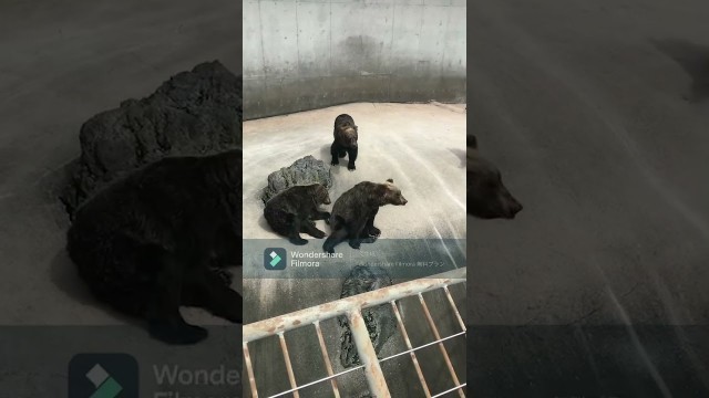 '【G04】【shorts】Bears are begging for food in different cute ways! #shorts'