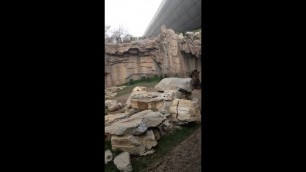 'Bears begging for food at the Beijing zoo - 2'