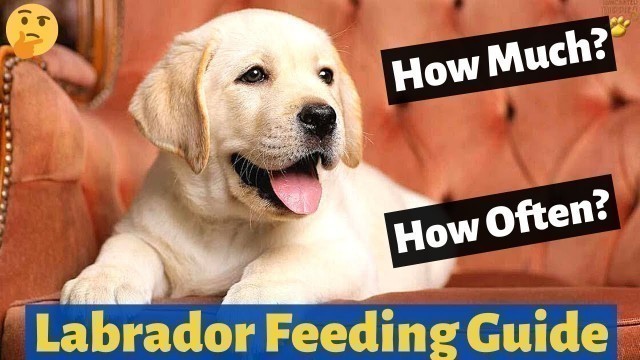 'How much and How Often you should Feed your Labrador Puppy? (Labrador Feeding Guide)'