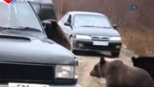 'Hungry Bears cut down the forest road is begging Russia'