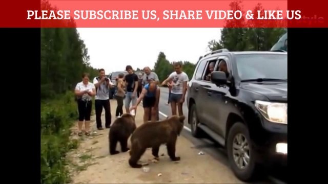 'Russian bear begging the drivers for food'