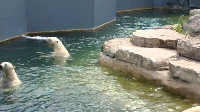 'TO Zoo Polar Bears Begging for Food'