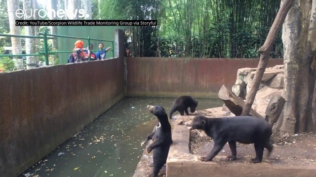 'Animal activists release footage of Bandung Zoo bears begging for food'