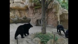 'Bears in the Zoo are begging for food just like a pet'