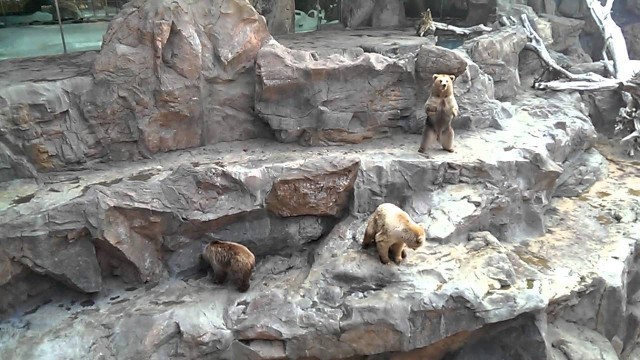 'Begging bears at Chimelong Ocean Kingdom'