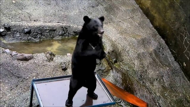 '積極的にアピールするクマ　Bear begging for food aggressively'