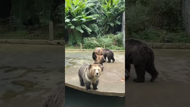 'Smart bear was begging for treats 