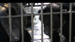 'Kherson zoo bears are begging for food - 2014 - 2'