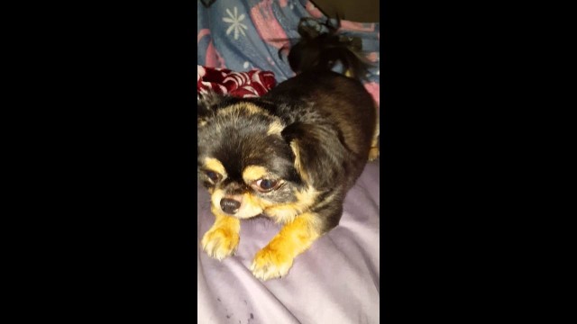 'Adorable Baby Bear Chihuahua begging'