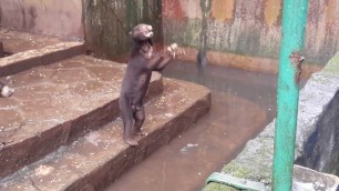 'Video Showing Starving Bears At Zoo Begging For Food Sparks Outrage'