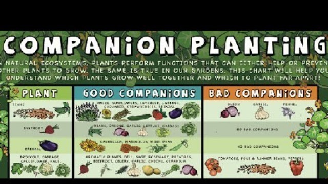 'What is Companion Planting, Food Forest Examples.'