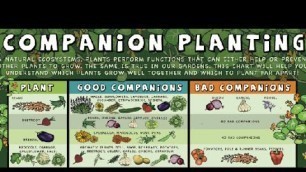 'What is Companion Planting, Food Forest Examples.'