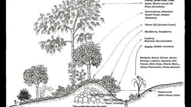 'Polycultures and Guilds: Zone 8 Food Forest Examples.'