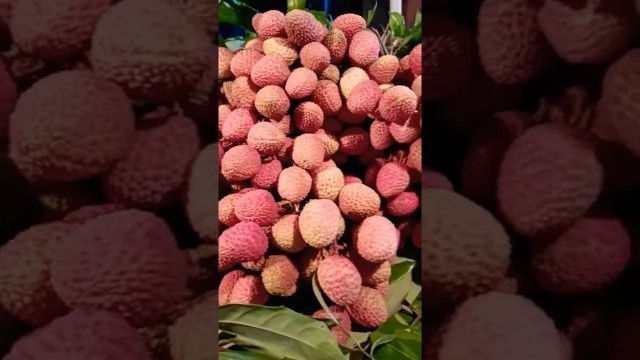 'Litchi লিচু | West Bengal Most popular seasonal fruit Litchi 