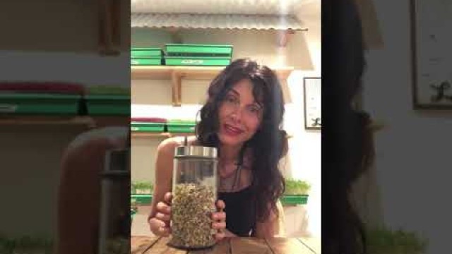 'How to get started sprouting and micro greens. Raw Vegan Living Foods'