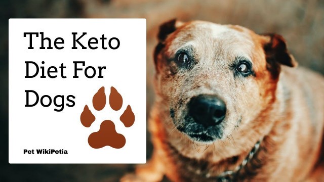 'Ketogenic Dog Group - Diet For Dog Cancer Urgent'