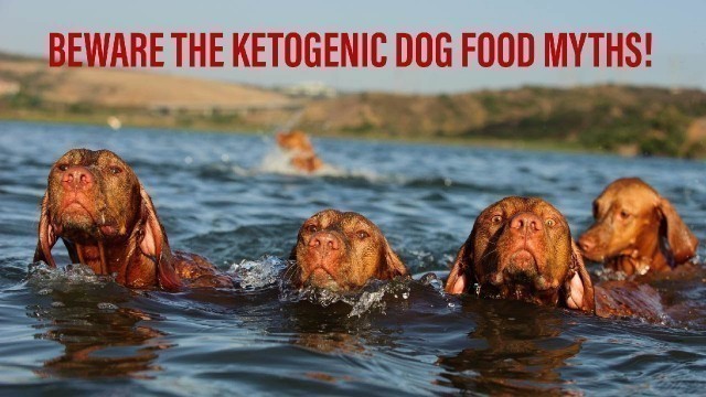 'Beware The Ketogenic Dog Food Myths!'