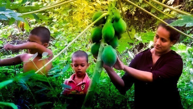 'sri lankan real village life / cooking raw papaya in my village kitchen / village cooking/ srilankan'