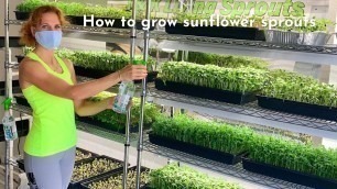 'How to grow sunflower sprouts. Step by step. Living food.'