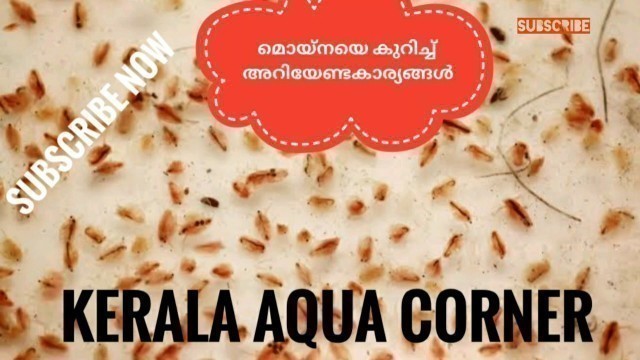 'WHAT IS MOINA LIVING FOOD?|WHAT IS DIFFERENCE BETWEEN PACKING FOOD & LIVING|WHAT IS MOINA MALAYALAM'