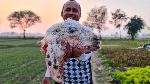 'KING of GOAT HEAD CURRY | Lamb Head Curry | Mubashir Saddique | Village Food Secrets'