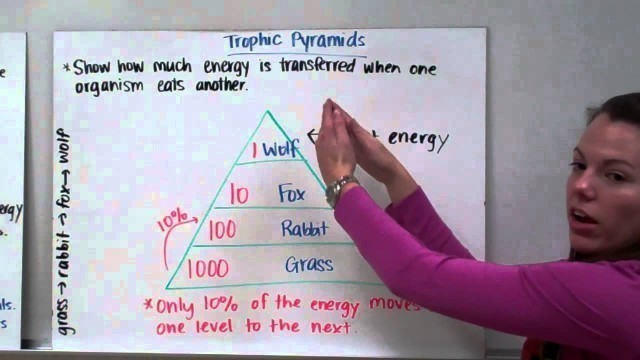 'Food Chains, Food Webs, and Trophic Pyramids'