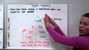 'Food Chains, Food Webs, and Trophic Pyramids'