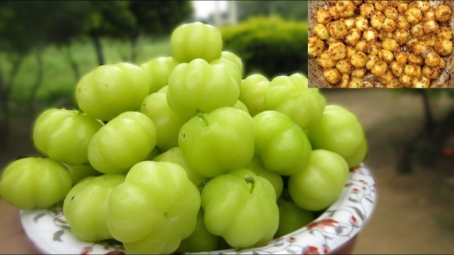 'Fresh Star Gooseberry Recipe | Simple and Easy Recipe | VILLAGE FOOD'